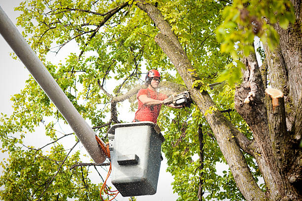 Best Large Tree Removal  in Lepanto, AR